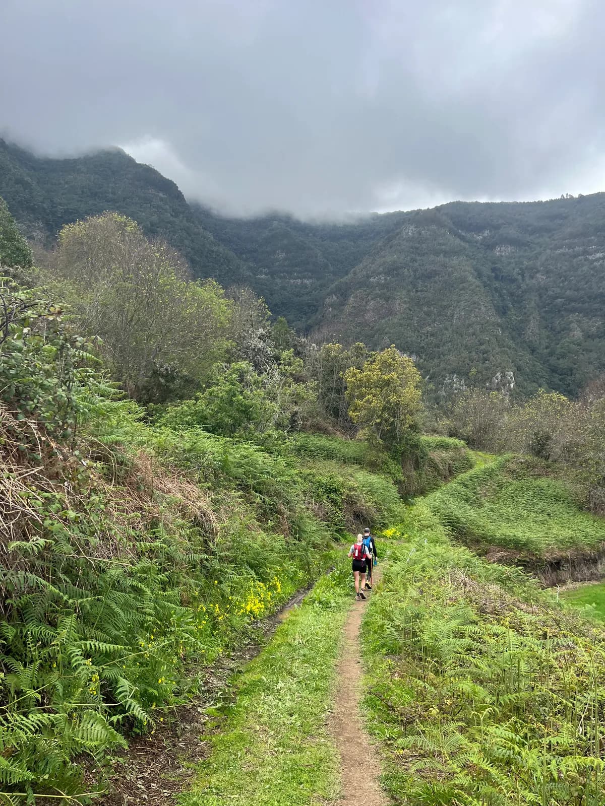 Trail runner on a lush green path through cloud forest mountains